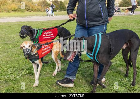 England, Kent, Deal, Betteshanger Country Park, Pawfest, Ich Habe Greyhounds Erneut Versucht Stockfoto