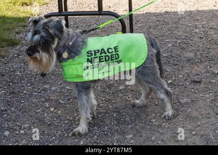 England, Kent, Deal, Betteshanger Country Park, Pawfest, Hunde Stockfoto