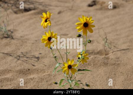 Eine Gruppe von gelben braunen Blüten auf einer im Wüstensand wachsenden blühenden Pflanze Stockfoto