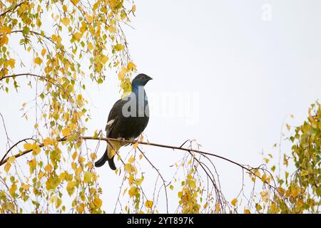 Birkhühner, Lyrurus tetrix Stockfoto