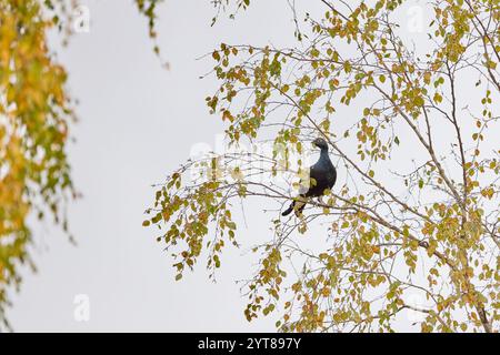 Birkhühner, Lyrurus tetrix Stockfoto