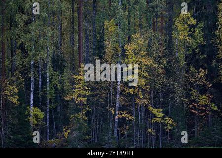 Europa, Finnland, Herbst, Wald, Laubfärbung Stockfoto