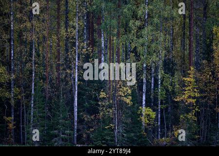 Europa, Finnland, Herbst, Wald, Laubfärbung Stockfoto