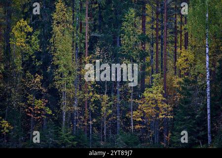 Europa, Finnland, Herbst, Wald, Laubfärbung Stockfoto