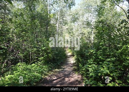 Schroffer, schmaler Wanderweg durch schattige Borealwälder Stockfoto