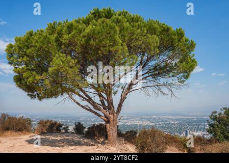 Ein großer Baum mit einem breiten Baldachin steht auf einem Hügel, umgeben von trockenem Gelände, mit Blick auf die städtische Weite von Los Angeles unter einem klaren blauen Himmel. Stockfoto