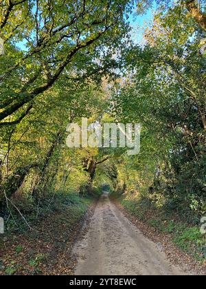 Schmale Landstraße durch Baumtunnel im Herbstwald, Somerset, England Stockfoto