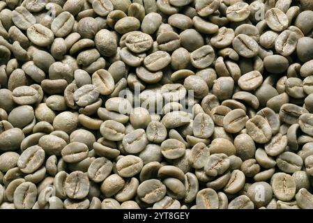 Grüner Kaffee, rohe und ungeröstete Kaffeebohnen, volle Größe, Hintergrund Stockfoto