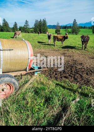 Langaufnahme einer verstreuten Gruppe brauner Milchkühe auf einer Weide mit Wassertank im Vordergrund in Bayern. Stockfoto