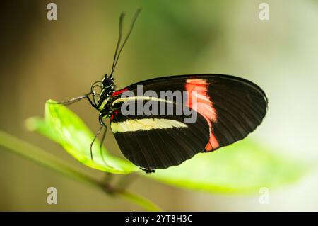 Makro-Ganzkörper-Seitenansicht eines Schmetterlings-roten Postboten (lat: Heliconius erate), der auf einem Blatt vor einem verschwommenen grünen natürlichen Hintergrund sitzt. Stockfoto