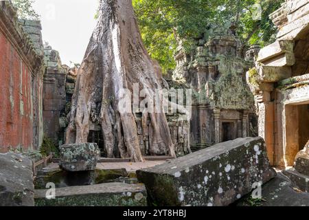 Ruinen des Tempelkomplexes Ta Prohm, in der Nähe des Angkor Wat Komplexes, Siem Reap, Kambodscha Stockfoto