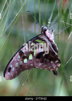 Schwanz-jay-Schmetterling (Graphium agamemnon) mit gefalteten Flügeln Stockfoto