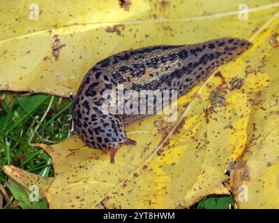 Europäische Riesengärtenschnecke auf gelben Herbstblättern Stockfoto