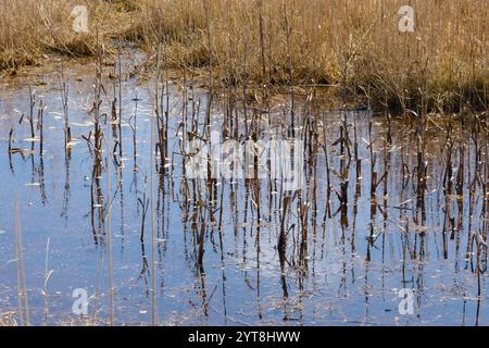 Deutschland, Niedersachsen, Juist, Ostfriesische Insel, Schilf mit Reflexion, Phragmiten Stockfoto