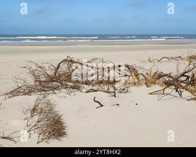 Deutschland, Niedersachsen, Juist, Ostfriesische Insel, Zweige am Sandstrand Stockfoto