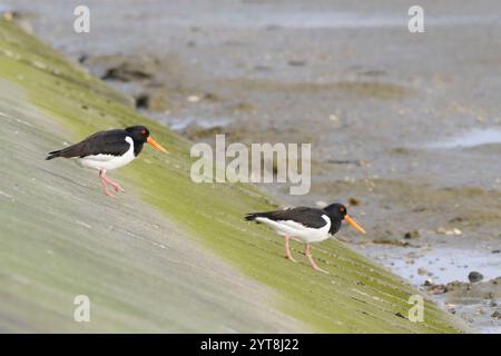 Deutschland, Niedersachsen, Juist, Ostfriesische Insel, zwei Austernfänger (Haematopus ostralegus) Stockfoto