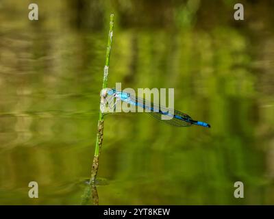 Hufeisen-Jungfliege, Coenagrion puella Stockfoto