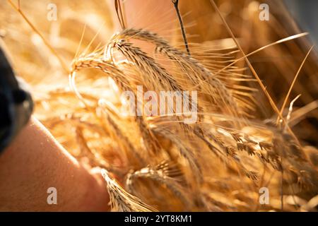 Hände eines Bauern, der reife Weizenohren in der Abendsonne überprüft Stockfoto
