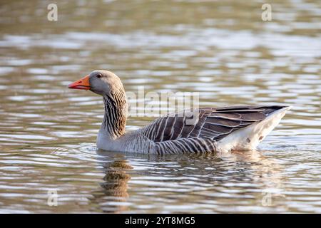 Eine Anser anser schwimmt auf einem Teich im Naturschutzgebiet Mönchbruch Stockfoto