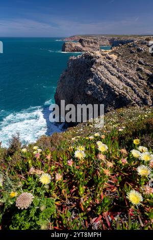 Gelbe Blüten der essbaren Mittagsblume auf den Klippen bei Sagres, Algarve, Portugal. Stockfoto