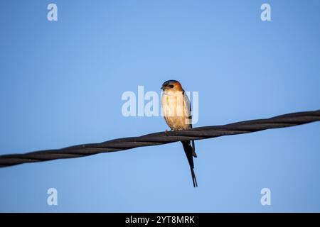 Rotschwalbe (Cecropis daurica) sitzt auf einem Stromkabel in der Algarve, Portugal. Stockfoto