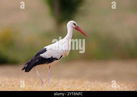 Weißstorch (Ciconia ciconia) auf der Nahrungssuche auf einem Stoppelfeld Stockfoto