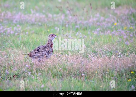 Fasan (Phasianus colchicus) auf einer Wiese auf Juist, Ostfriesische Inseln, Deutschland. Stockfoto