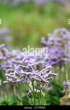 Lila blühender gemeiner Meerlavendel (Limonium vulgare) auf den Salzwiesen auf der Insel Juist, Ostfriesische Inseln. Stockfoto