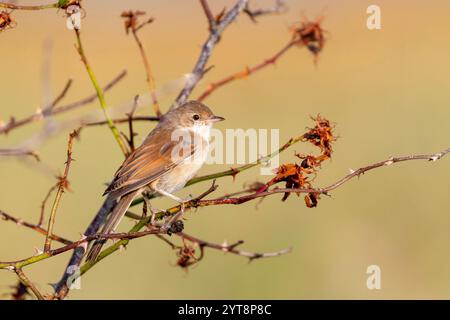 Gemeiner Weißroat (Sylvia communis), der in einem Busch auf Juist, Ostfriesische Inseln, Deutschland, sitzt. Stockfoto