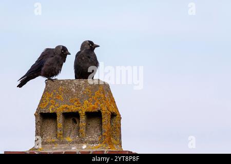 Zwei Jackdaws (Corvus monedula) sitzen auf einem Schornstein auf Juist, Ostfriesische Inseln, Deutschland. Stockfoto