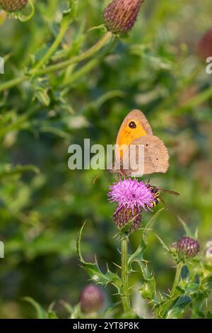 Eine große Ochsenauge Gänseblümchen (Maniola jurtina), die auf einer Distelblume auf Juist, Ostfriesischen Inseln, Deutschland, sitzt. Stockfoto