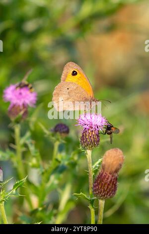 Eine große Ochsenauge Gänseblümchen (Maniola jurtina), die auf einer Distelblume auf Juist, Ostfriesischen Inseln, Deutschland, sitzt. Stockfoto