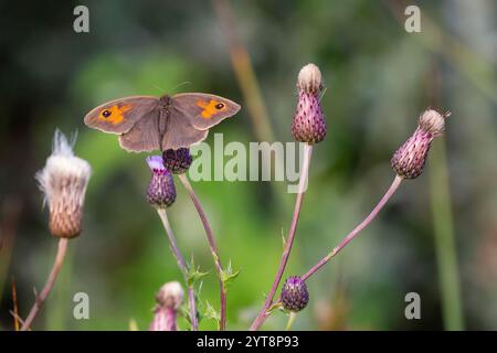 Eine große Ochsenauge Gänseblümchen (Maniola jurtina), die auf einer Distelblume auf Juist, Ostfriesischen Inseln, Deutschland, sitzt. Stockfoto