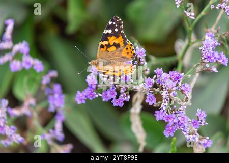 Thistle-Schmetterling (Vanessa cardui) an den Blüten der Strandlilie (Limonium vulgare) auf Juist, Ostfriesische Inseln, Deutschland. Stockfoto