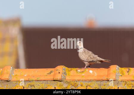 Eine eurasische Taube mit Kragen (Streptopelia Decocto), die auf einem Dach auf Juist, Ostfriesische Inseln, Deutschland, sitzt. Stockfoto