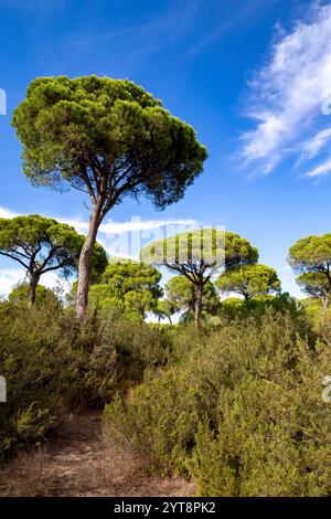 Kiefern im Donana Nationalpark in Andalusien, Spanien. Stockfoto