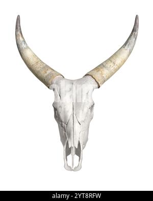 Gehörnter Tierschädel auf weißem Rücken Stockfoto