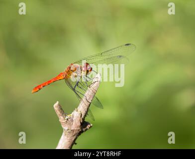 Sonnig beleuchtete, ruhende rote Libelle in grüner, verschwommener Atmosphäre Stockfoto