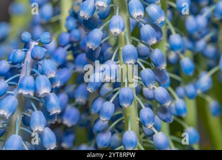 Vollbild-Nahaufnahme von blauen Traubenhyazinthen-Blumen Stockfoto