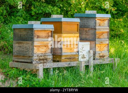 Bienenstöcke aus Holz mit natürlich grünem Rücken Stockfoto