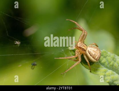 Makroaufnahme einer Krabbenspinne, die am Blattrand lauert Stockfoto