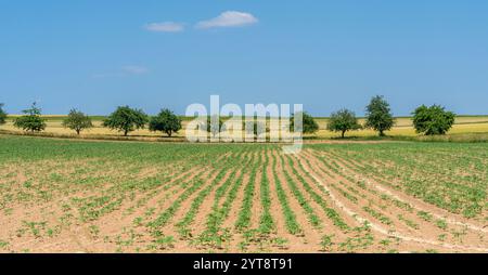 Sonnige landwirtschaftliche Landschaft mit einem Feld mit Setzlingen und einigen Obstbäumen im Frühsommer in Süddeutschland Stockfoto