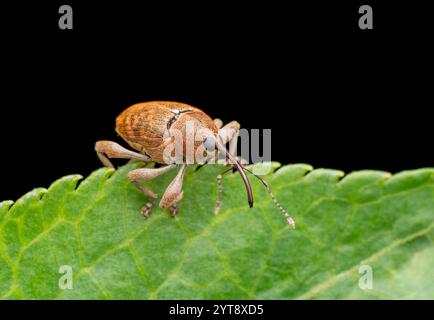 Seitlicher Schuss eines Eichelkäfers, der auf einem grünen Blatt liegt Stockfoto