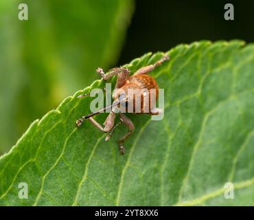 Frontaler Schuss eines Eichelkäfers, der auf einem grünen Blatt ruht Stockfoto
