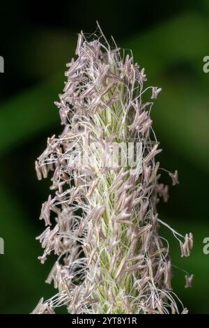 Makroaufnahme mit dem blühenden Kopf des Wiesenfuchsschwanzes (Alopecurus pratensis), mit Staubblättern, die bei der Anthesis ausgeübt werden Stockfoto