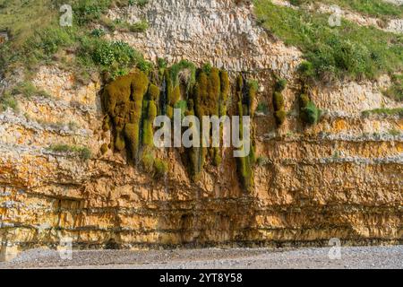 Kreidefelsen in der Nähe von Saint Leonard, einer Gemeinde im Departement seine-Maritime in der Normandie in Nordfrankreich Stockfoto