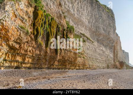 Kreidefelsen in der Nähe von Saint Leonard, einer Gemeinde im Departement seine-Maritime in der Normandie in Nordfrankreich Stockfoto