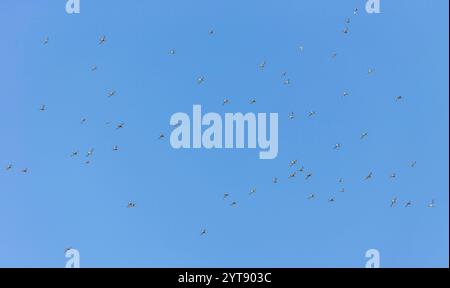 Barschwanzgottwits (Limosa lapponica) im Flug über das Wattenmeer vor Juist, Ostfriesland. Stockfoto