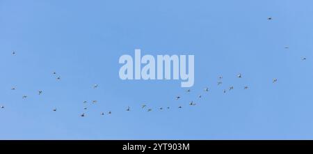 Barschwanzgottwits (Limosa lapponica) im Flug über das Wattenmeer vor Juist, Ostfriesland. Stockfoto