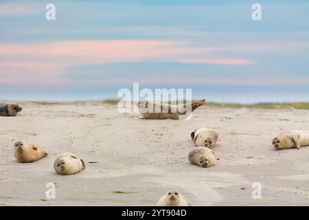 Seehunde (Phoca vitulina) auf einer Sandbank im Wattenmeer vor Juist, Ostfriesland. Stockfoto